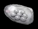 300 Echo Beads