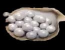 3000 Echo Beads